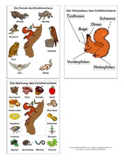 Grafiken-Eichhörnchen.pdf